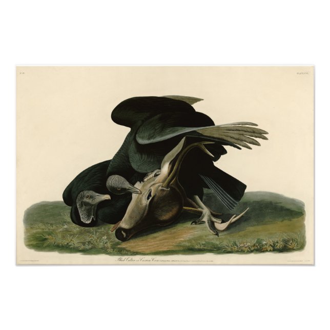 Schwarzer Vulture von Audubons Vögeln in Amerika Fotodruck (Vorne)