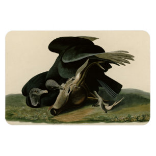 Schwarzer Vulture von Audubons Vögeln in Amerika Magnet