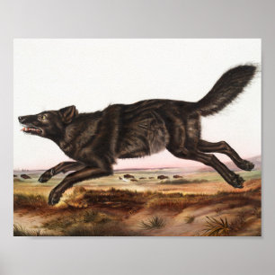 Schwarzer Wolf (Canis lupus) Illustration Poster