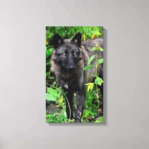 Schwarzer Wolf dehnte Leinwand-Druck aus Leinwanddruck