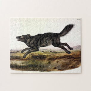 Schwarzer Wolf oder Schwarzer Amerikanischer Wolf