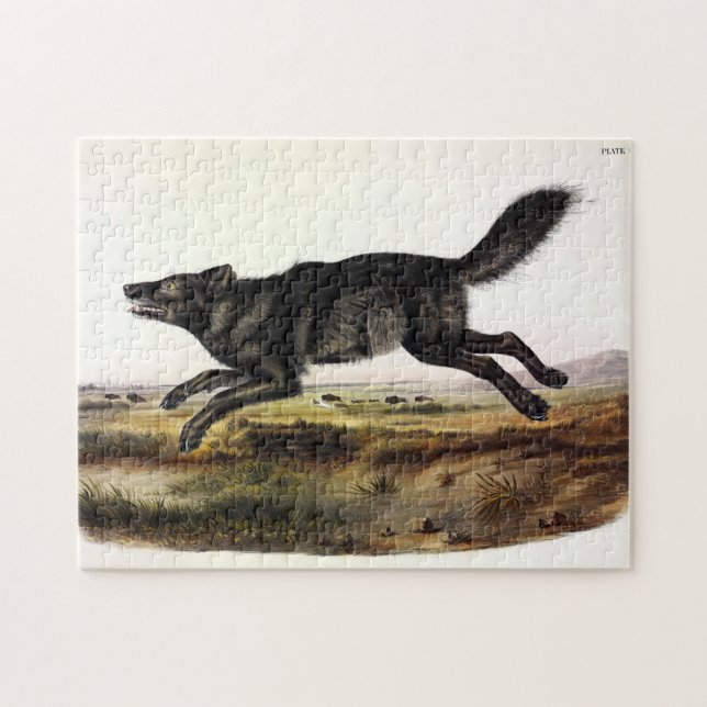 Schwarzer Wolf oder Schwarzer Amerikanischer Wolf  (Horizontal)