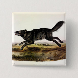 Schwarzer Wolf oder Schwarzer Amerikanischer Wolf  Button