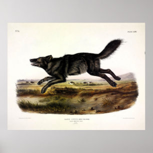 Schwarzer Wolf oder Schwarzer Amerikanischer Wolf Poster