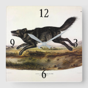 Schwarzer Wolf oder Schwarzer Amerikanischer Wolf  Quadratische Wanduhr