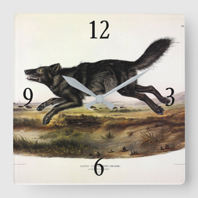 Schwarzer Wolf oder Schwarzer Amerikanischer Wolf  Quadratische Wanduhr (Vorderseite)
