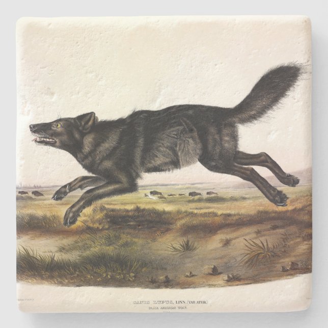 Schwarzer Wolf oder Schwarzer Amerikanischer Wolf  Steinuntersetzer (Vorderseite)
