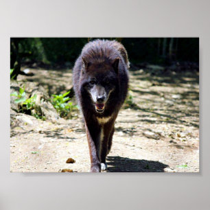 schwarzer Wolf Poster