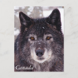 Schwarzer Wolf - Postkarte - Kanada