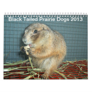 Schwarzes angebundene Präriehunde - Kalender 2013