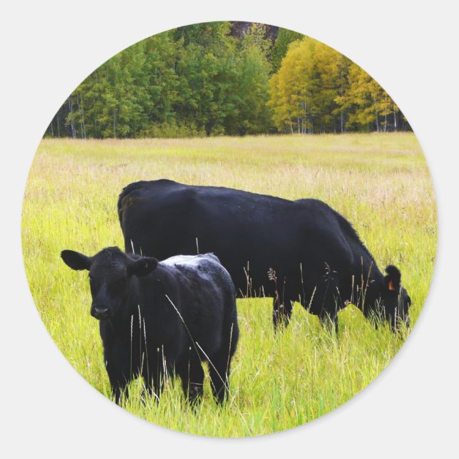 Schwarzes Angus-Paar auf dem Feld Runder Aufkleber (Vorderseite)