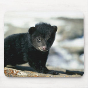 Schwarzes Bär-kleines Junges Mousepad