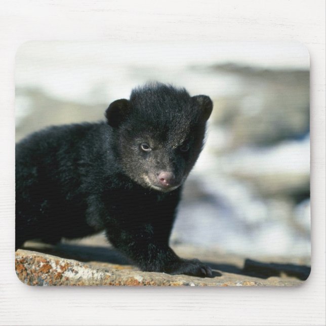 Schwarzes Bär-kleines Junges Mousepad (Vorne)