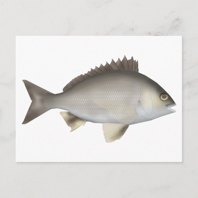 Schwarzes Bream Postkarte (Vorderseite)