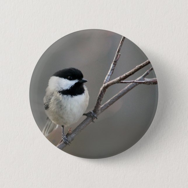 Schwarzes Chickadee-Foto Button (Vorderseite)