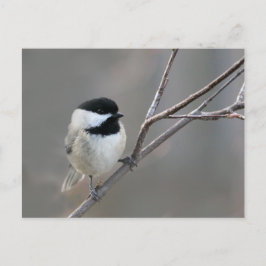 Schwarzes Chickadee-Foto Postkarte