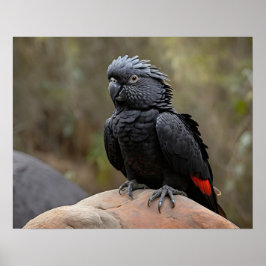 Schwarzes Cockatoo Poster