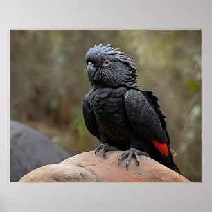Schwarzes Cockatoo Poster