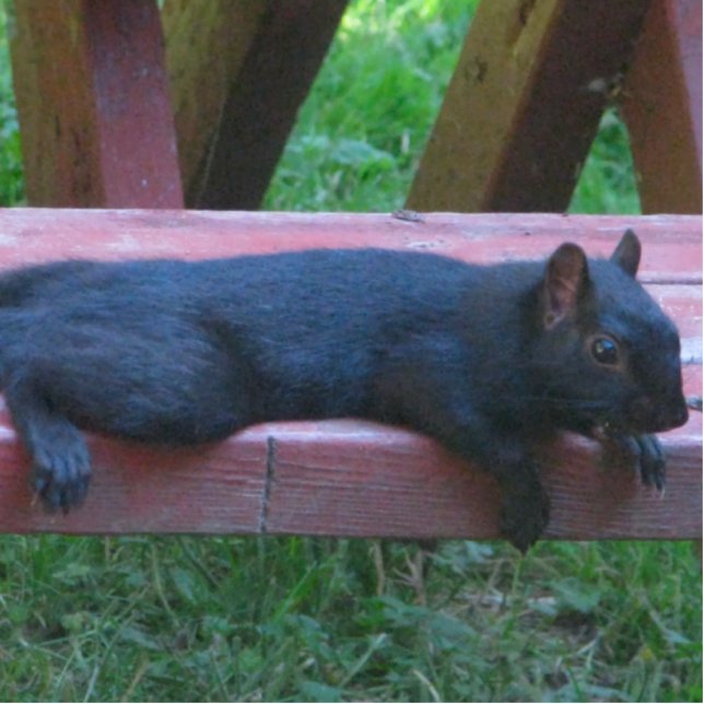 Schwarzes Eichhörnchen Freistehende Fotoskulptur (Vorne)