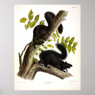 Schwarzes Eichhörnchen, Ostgrauhörnchen von Audubo Poster
