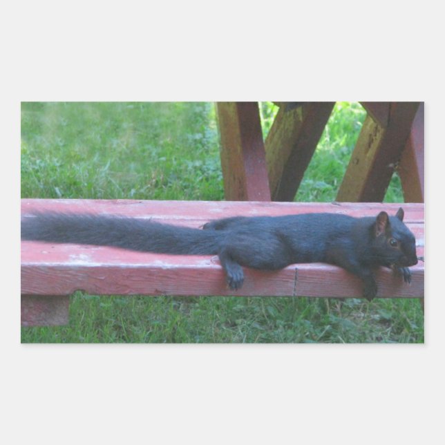 Schwarzes Eichhörnchen Rechteckiger Aufkleber (Vorderseite)