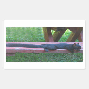 Schwarzes Eichhörnchen Rechteckiger Aufkleber
