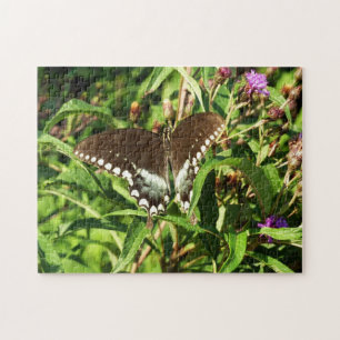 Schwarzes Frack Butterfly Naturfotografie