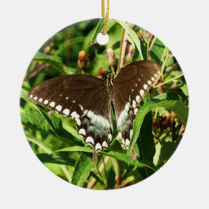 Schwarzes Frack Butterfly Naturfotografie Keramik Ornament