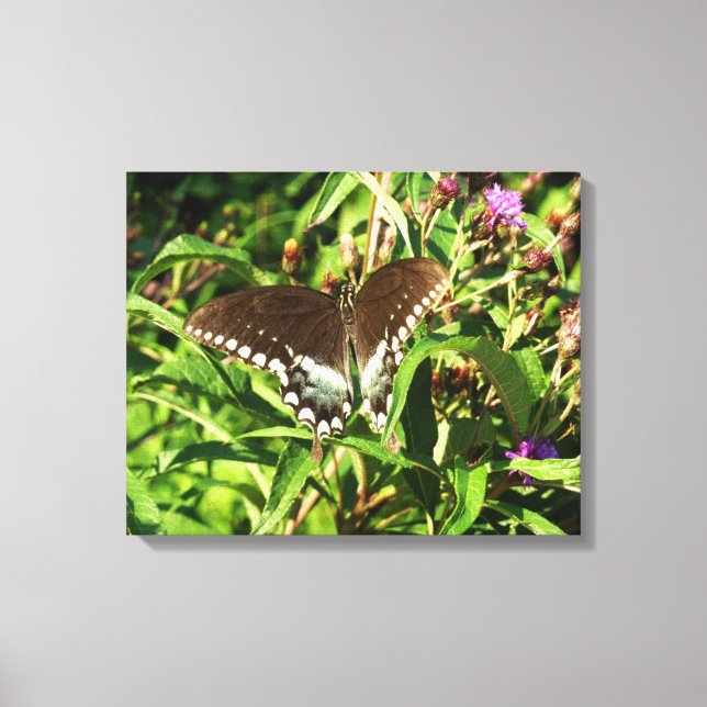 Schwarzes Frack Butterfly Naturfotografie Leinwanddruck (Vorderseite)