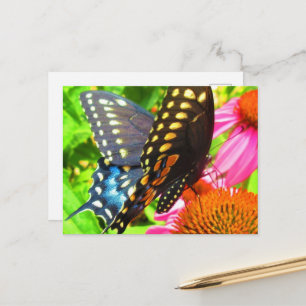 Schwarzes Frack Butterfly Pink Echinacea Blume Postkarte