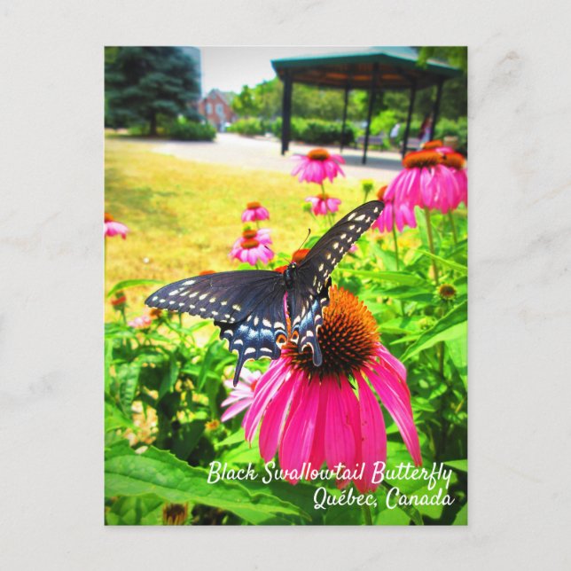 Schwarzes Frack Butterfly Pink Echinacea Blume Postkarte (Vorderseite)