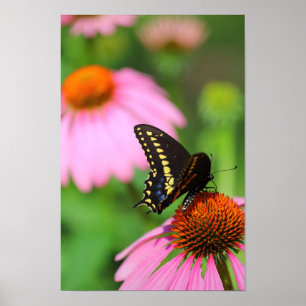 Schwarzes Frack Schmetterling auf einer Blume, Ohi Poster