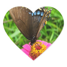 Schwarzes Frack Schmetterling auf rosa Blume
