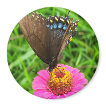 Schwarzes Frack Schmetterling auf rosa Blume
