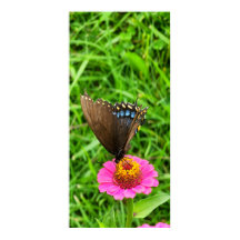 Schwarzes Frack Schmetterling auf rosa Blume