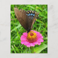 Schwarzes Frack Schmetterling auf rosa Blume