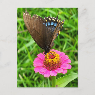Schwarzes Frack Schmetterling auf rosa Blume Postkarte