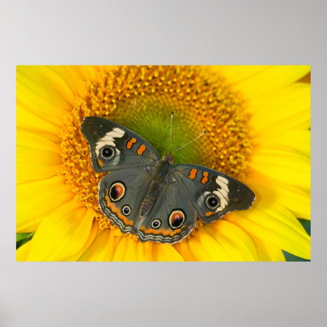 Schwarzes Frack Schmetterling auf Sonnenblumen Poster (Vorne)