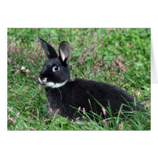 Schwarzes Gras