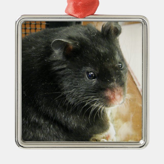Schwarzes Hamster-Foto Silbernes Ornament (Vorne)