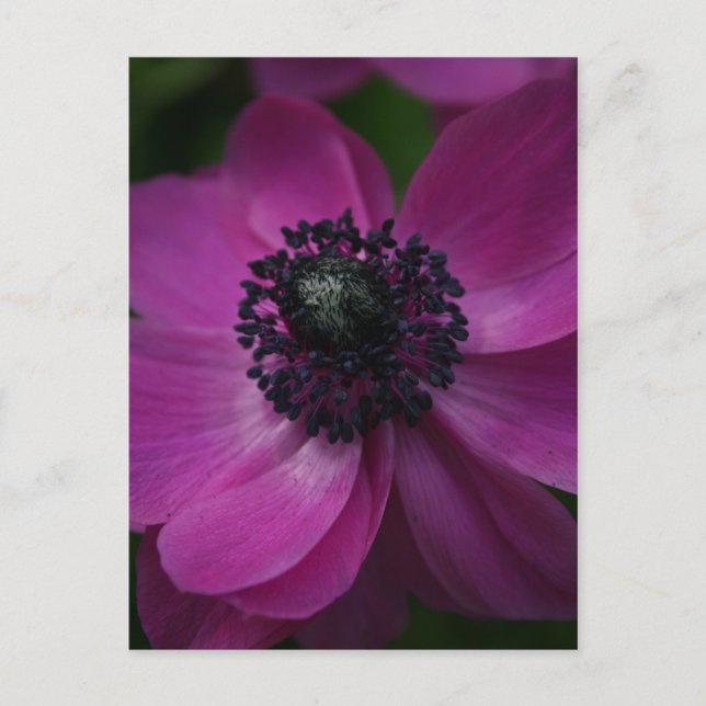 Schwarzes Herz 2 Blumenfotografie Postkarte (Vorderseite)