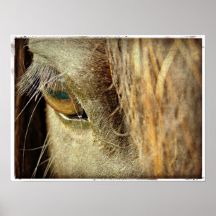 Schwarzes Horse Auge Poster