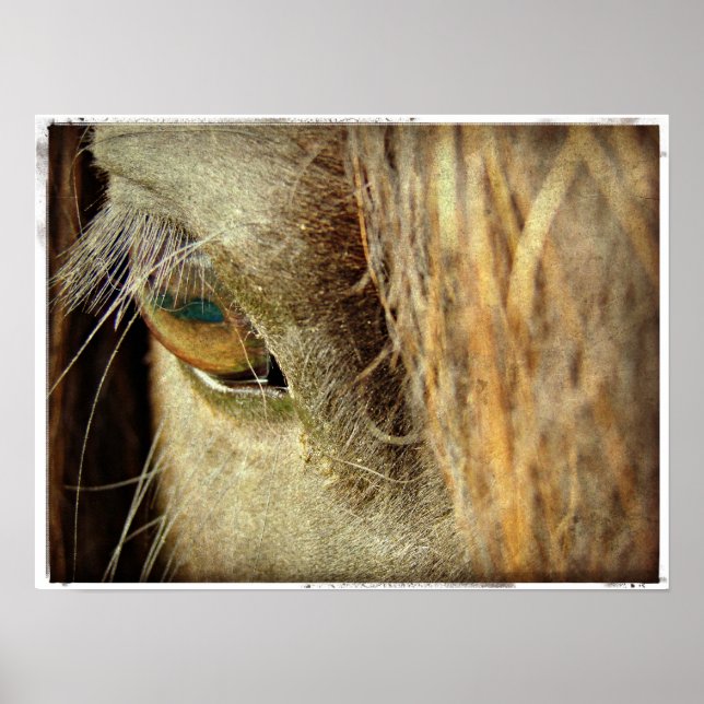 Schwarzes Horse Auge Poster (Vorne)