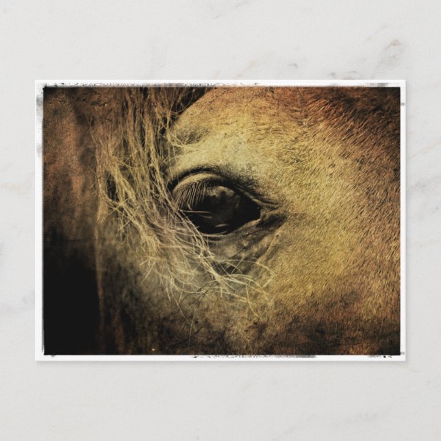 Schwarzes Horse Auge Postkarte (Vorderseite)