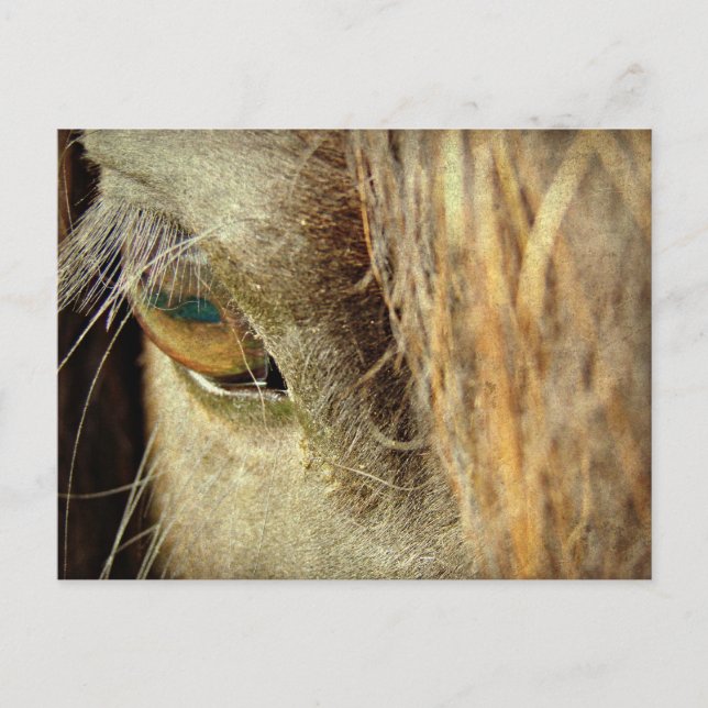 Schwarzes Horse Auge Postkarte (Vorderseite)