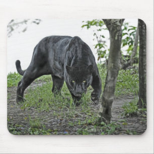 Schwarzes Jaguar, das Mousepad anpirscht