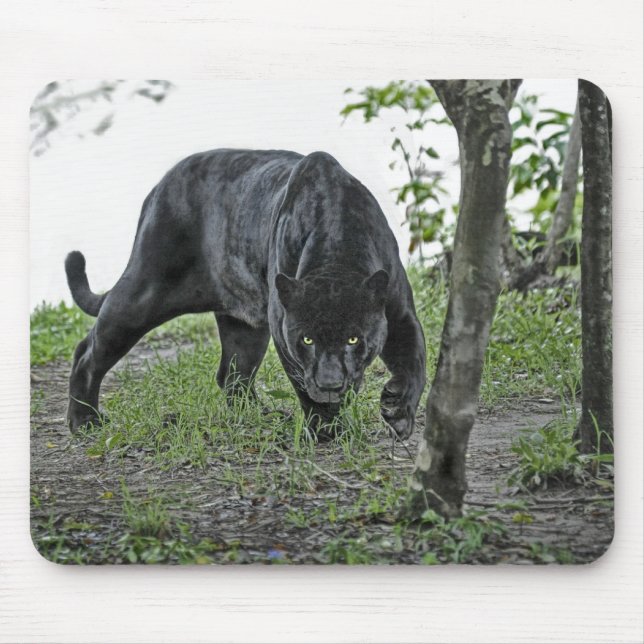 Schwarzes Jaguar, das Mousepad anpirscht (Vorne)
