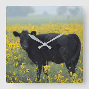 Schwarzes Kalb auf einem Feld mit Sonnenblumen Quadratische Wanduhr