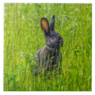 Schwarzes Kaninchen im Gras Keramik Fliesen