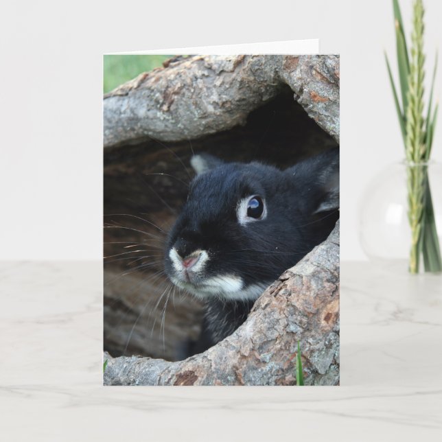 Schwarzes Kaninchen im Hollow eines Baumes Karte (Vorderseite)